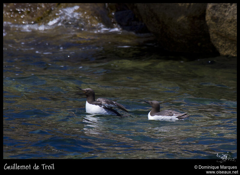 Common Murreadult breeding, identification