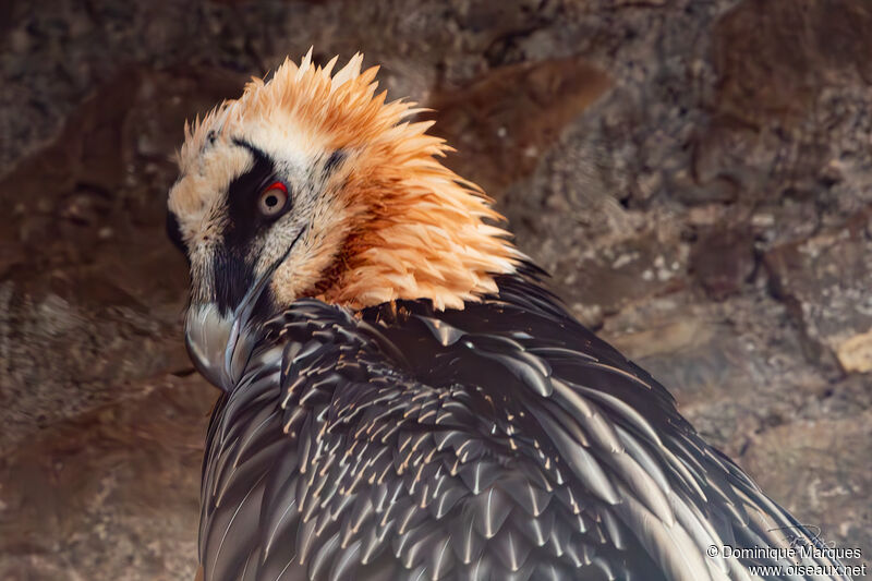 Bearded Vultureadult, close-up portrait