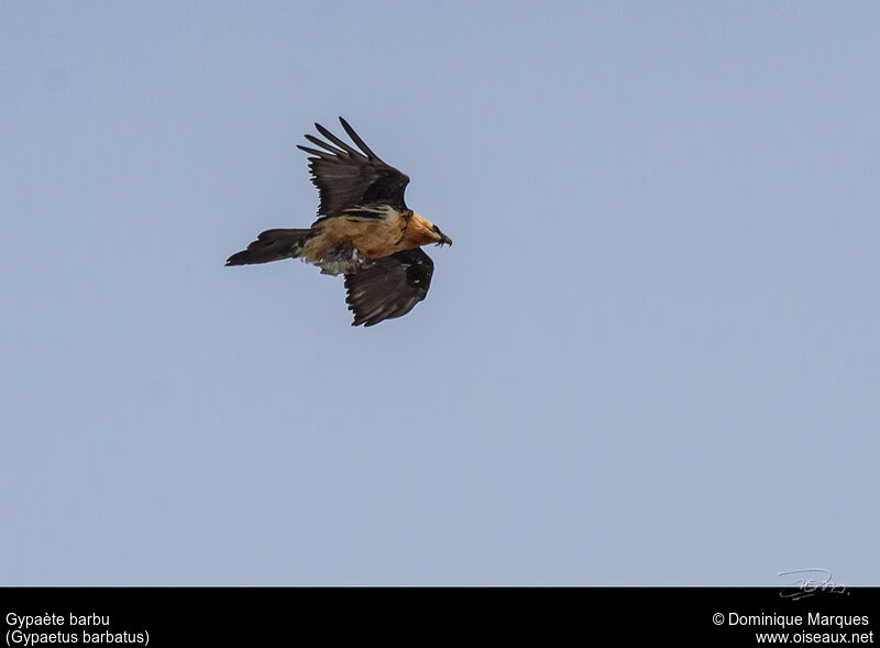 Bearded Vultureadult, Flight