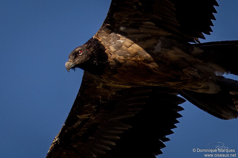 Bearded Vultureimmature, close-up portrait