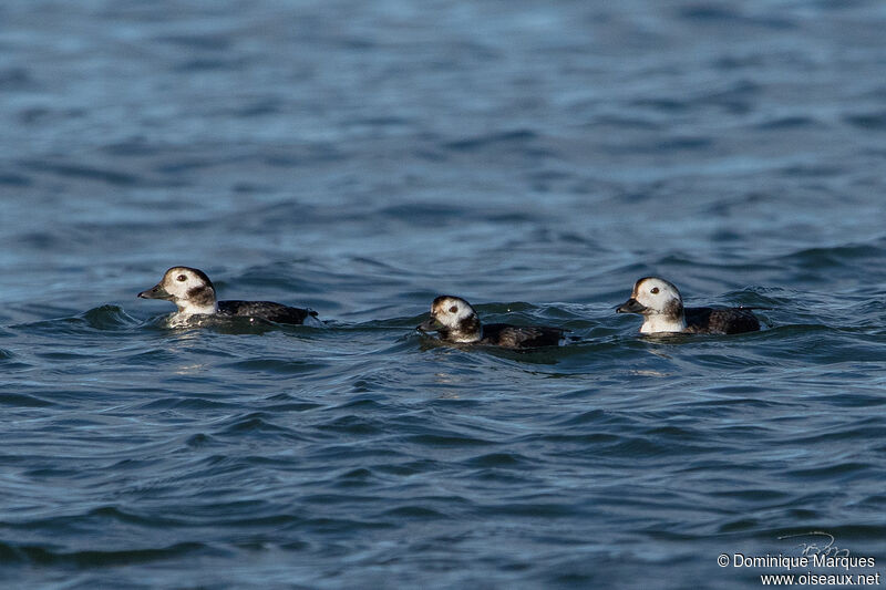 Long-tailed Duck female