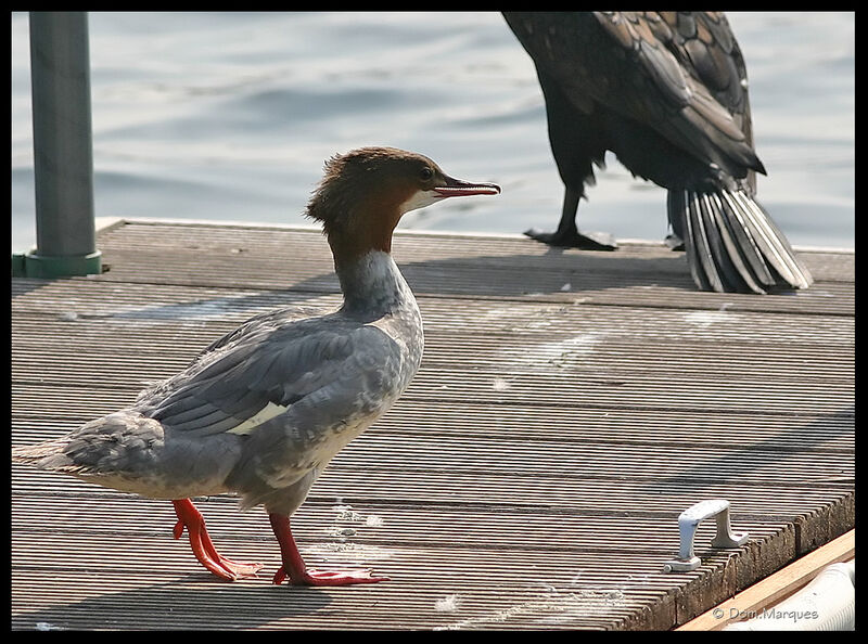 Common Merganser female adult