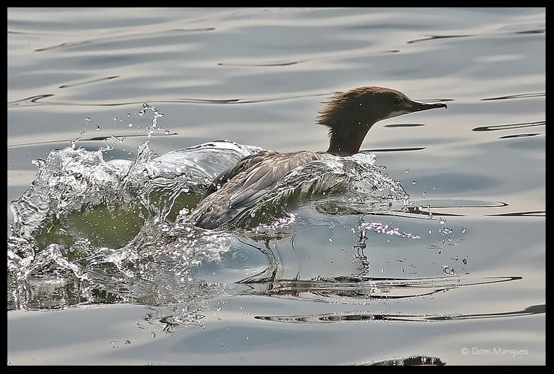 Common Merganser female adult