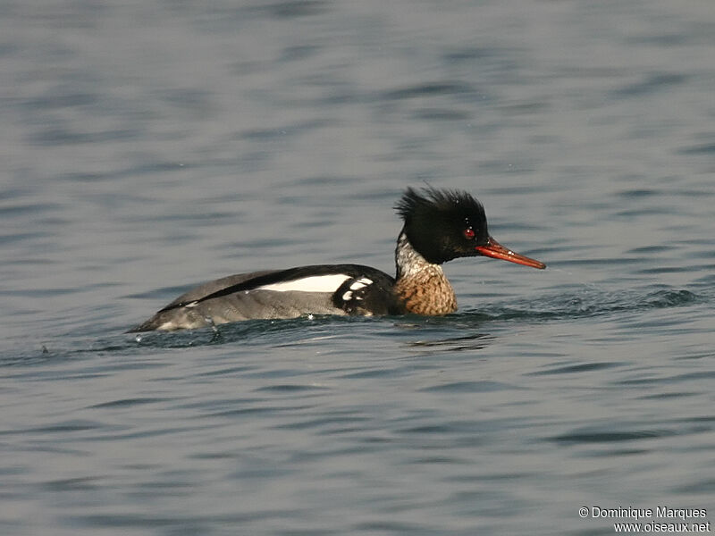 Red-breasted Merganser male adult, identification