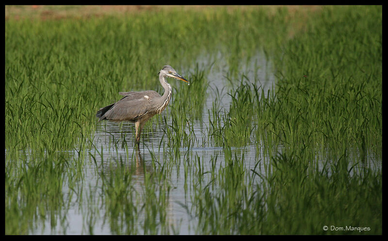 Grey Heronadult