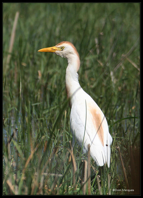 Héron garde-boeufs mâle adulte nuptial, identification