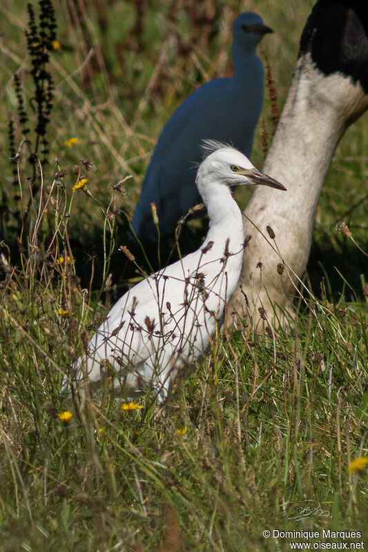 Western Cattle EgretFirst year, identification