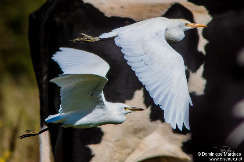 Western Cattle Egretsubadult breeding