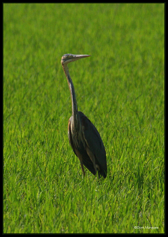 Purple Heronadult