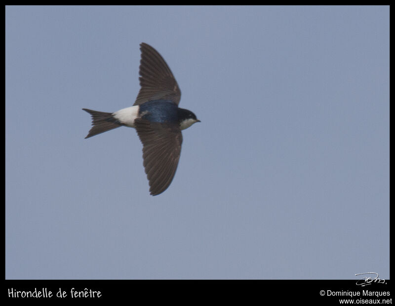 Western House Martinadult, identification