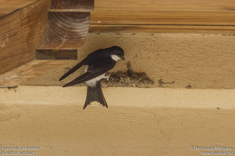 Western House Martinadult, identification, Reproduction-nesting, Behaviour