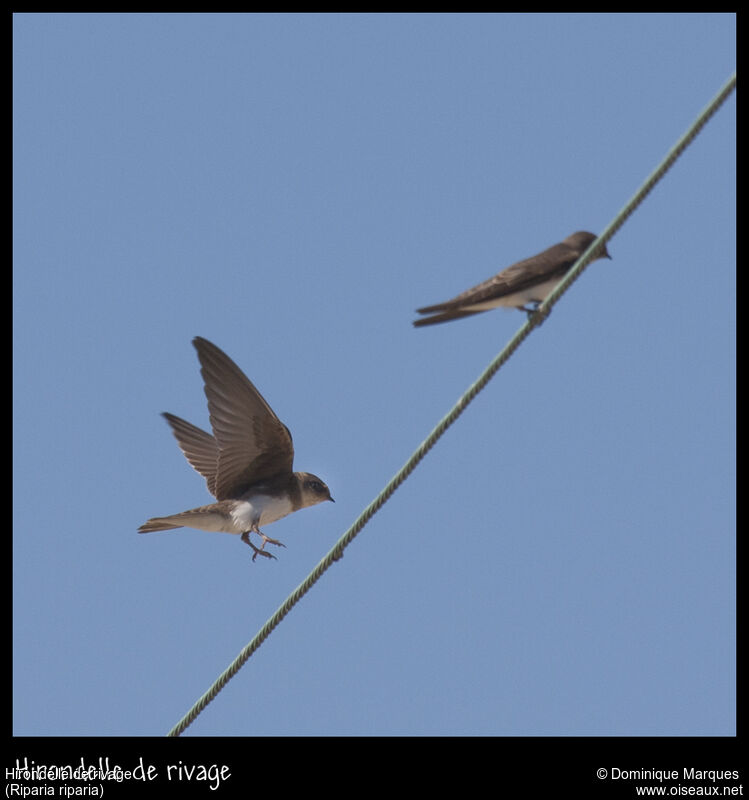 Hirondelle de rivageadulte, identification