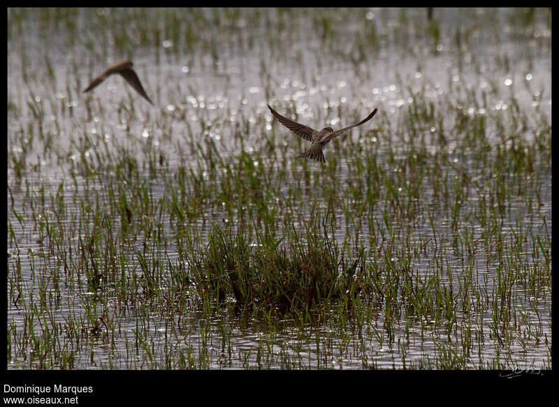 Hirondelle de rivageadulte, pêche/chasse