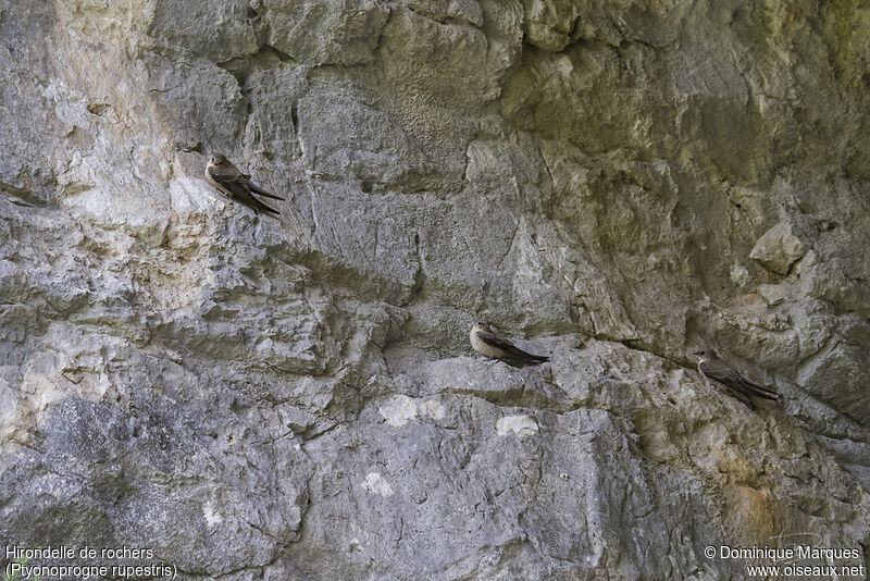 Hirondelle de rochersadulte, identification