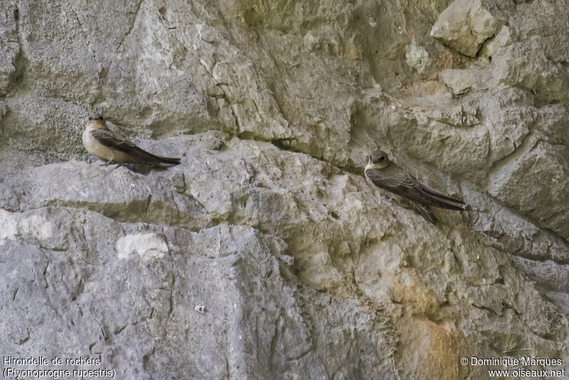 Hirondelle de rochersadulte, identification