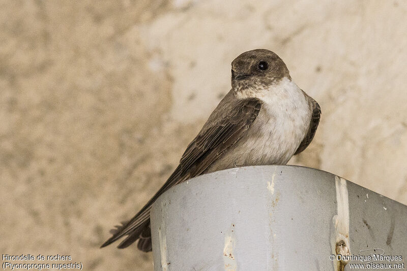 Eurasian Crag Martin