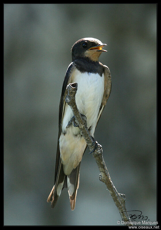 Barn Swallowjuvenile, song