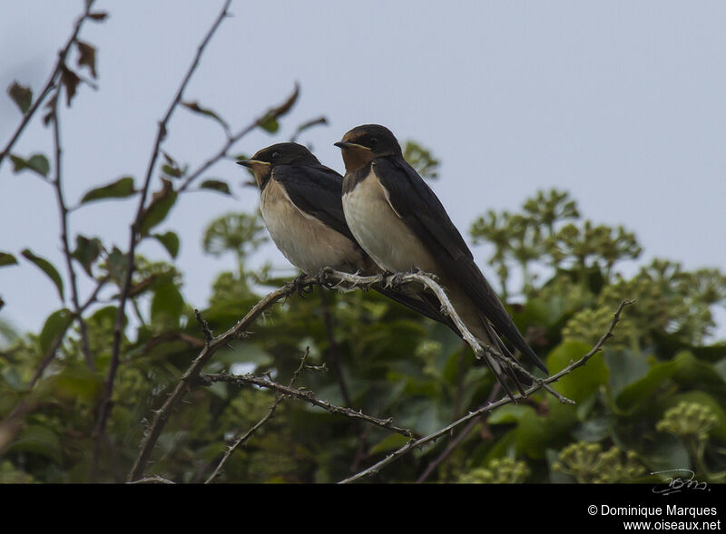 Barn Swallow, identification