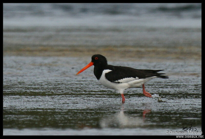 Eurasian Oystercatcheradult