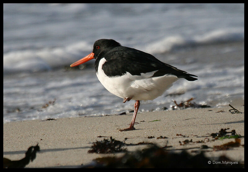 Eurasian Oystercatcher, identification, Behaviour