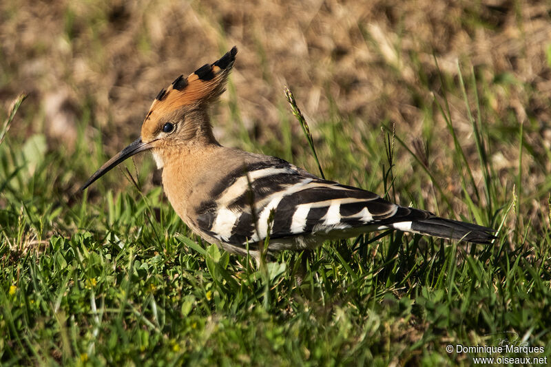 Huppe fasciéeadulte, identification