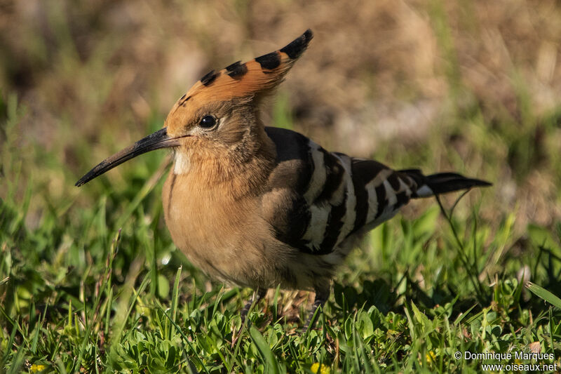 Huppe fasciéeadulte, identification