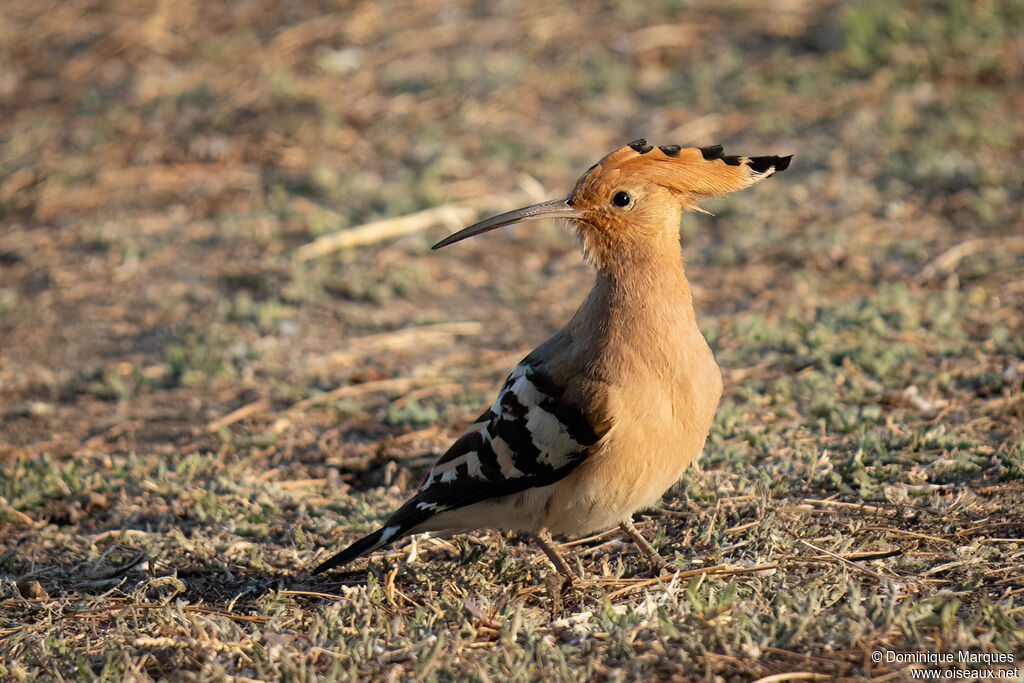 Eurasian Hoopoeadult, identification