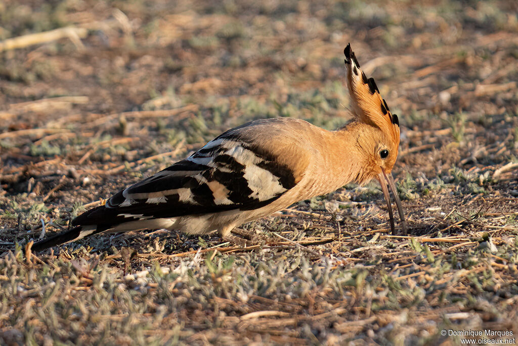 Eurasian Hoopoeadult, identification