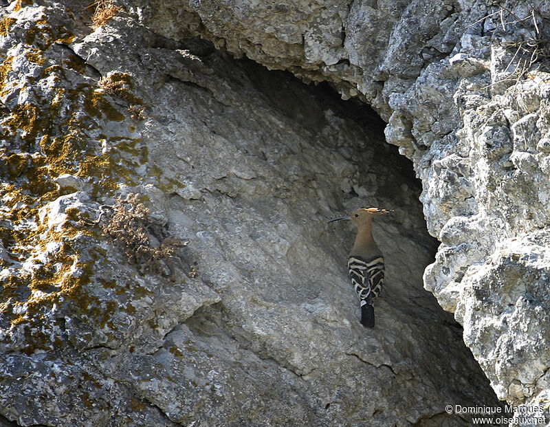 Eurasian Hoopoe