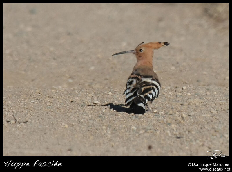 Huppe fasciéeadulte, identification