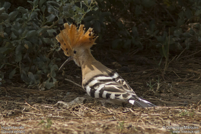 Eurasian Hoopoeadult, identification