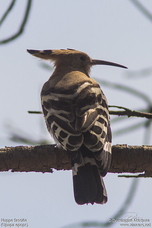 Huppe fasciéeadulte, identification