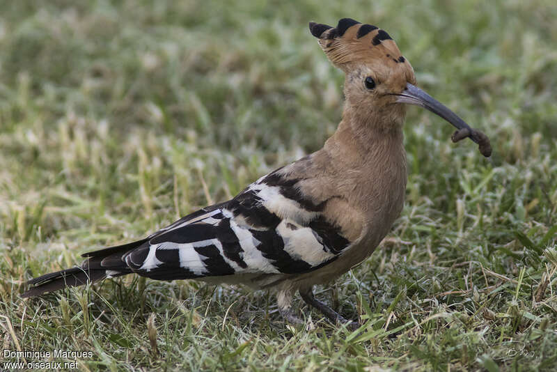 Eurasian Hoopoeadult, eats