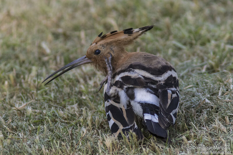 Eurasian Hoopoeadult