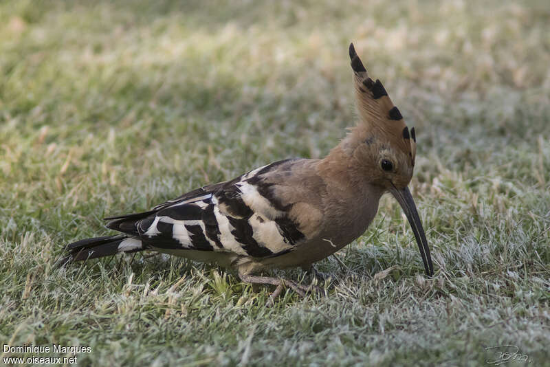 Huppe fasciéeadulte, mange