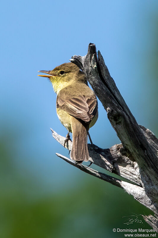 Melodious Warbler male, identification, song