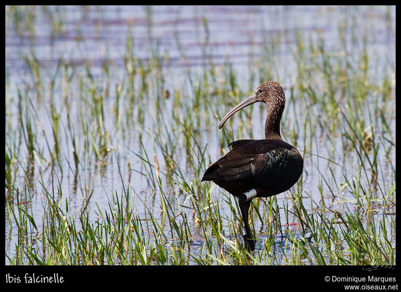 Ibis falcinelle, identification