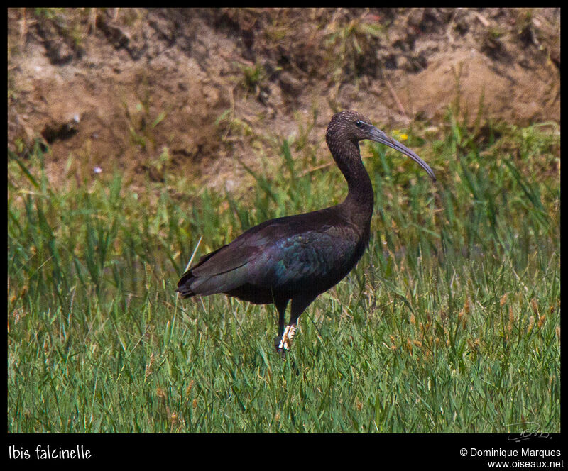 Glossy Ibis, identification