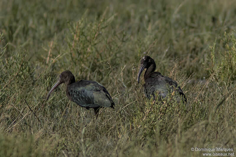 Ibis falcinelleadulte