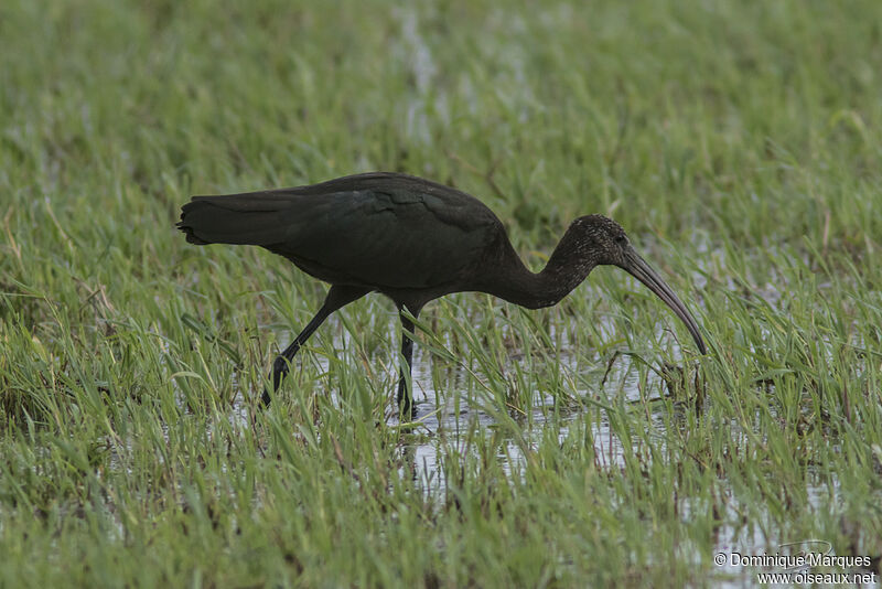 Ibis falcinelle