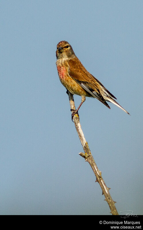 Common Linnet male adult breeding, identification