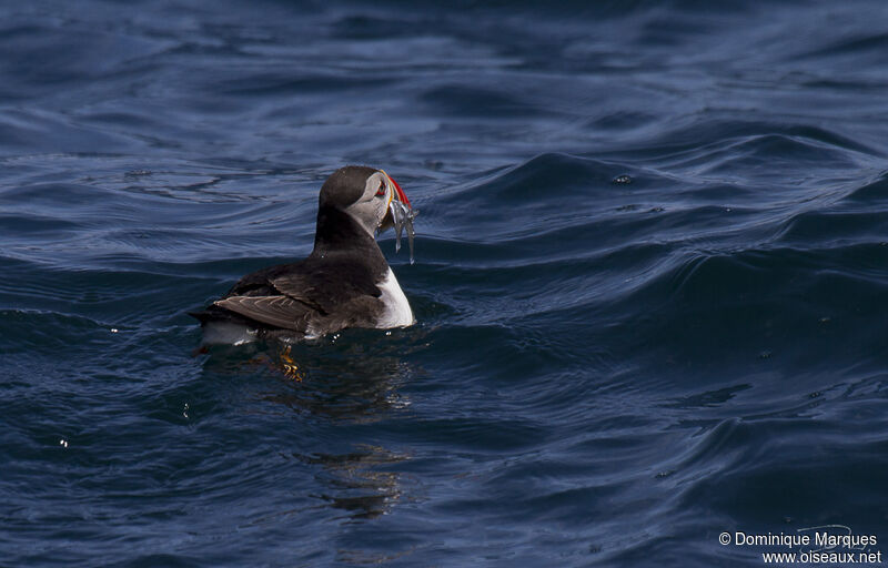 Atlantic Puffinadult, identification, feeding habits