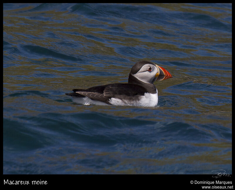 Atlantic Puffinadult, identification