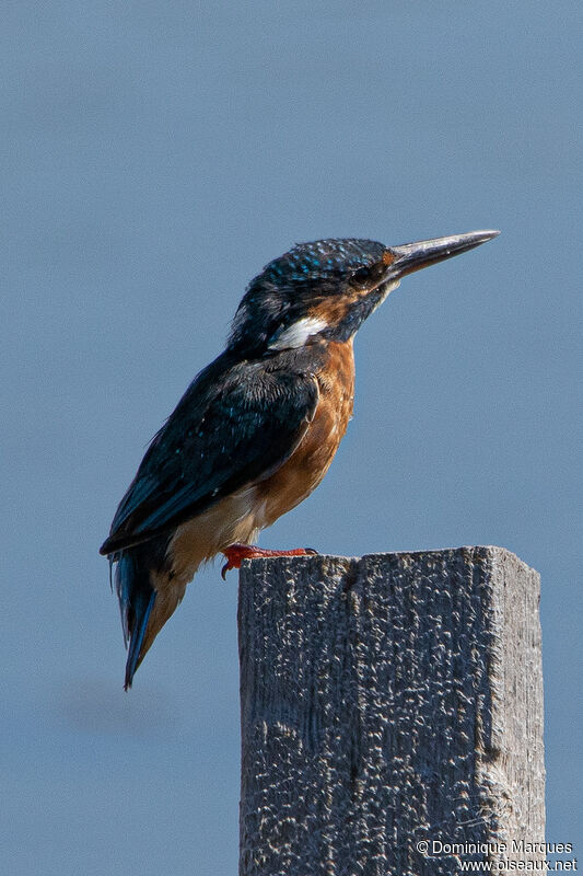 Martin-pêcheur d'Europe mâle adulte nuptial, identification