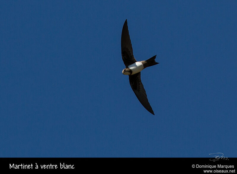 Martinet à ventre blanc, Vol