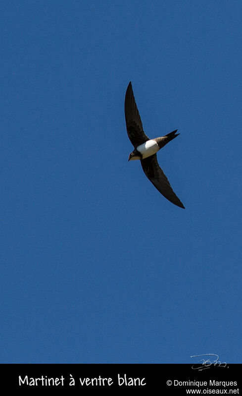 Alpine Swiftadult, Flight