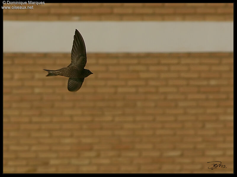 Pallid Swift