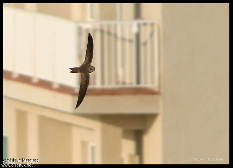 Pallid Swiftadult, habitat, Flight