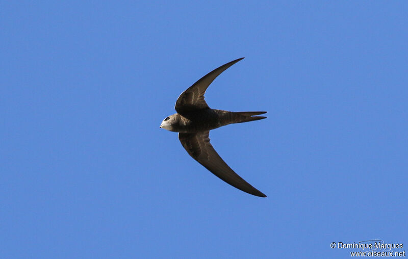 Pallid Swiftadult, Flight