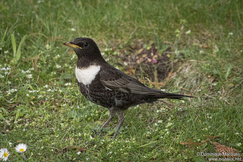 Merle à plastron mâle adulte, identification